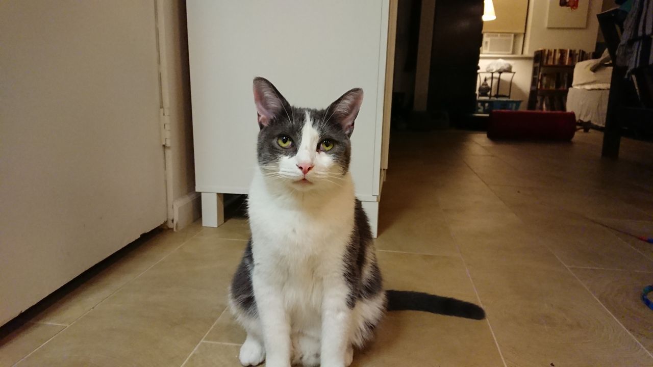 From afar, my kitty Neko is looking sharp and pretty unimpressed with me. But up close, the details fade.