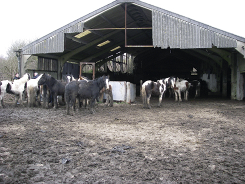 Price-horses-1.jpg
