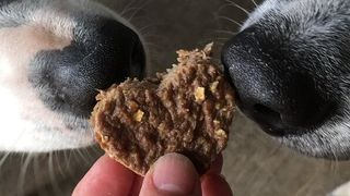 Beef liver treat being sniffed by the noses of two dogs made from one of the bestdiabetic dog treat recipes