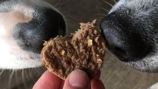 Homemade dog treats for hotsell diabetic dogs