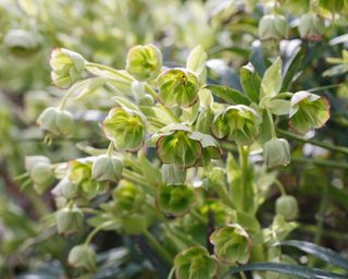 stinking hellebore