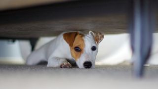 Why do dogs hide under the bed? Jack Russell hiding under bed