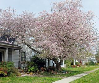 A flowering crabapple tree in a front yard