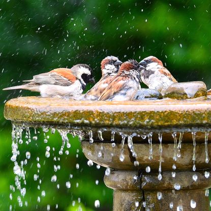garden birds enjoying a well maintained bird bath