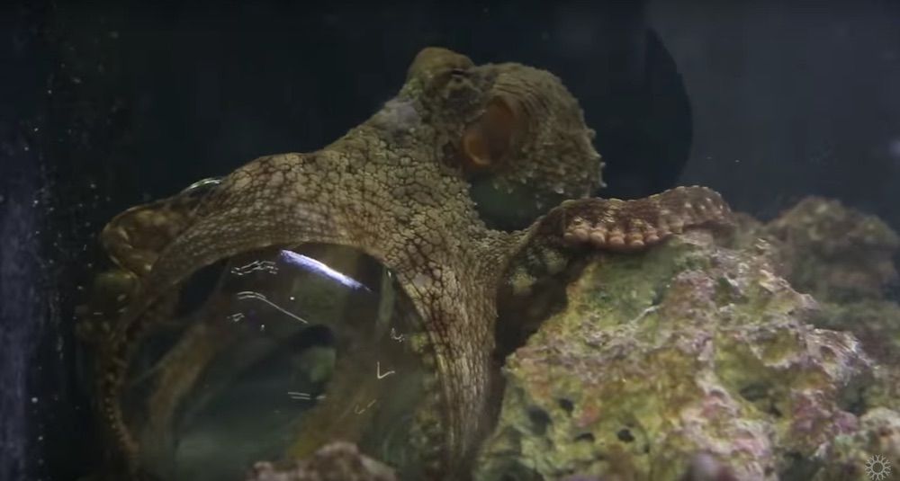 octopus using hamster ball