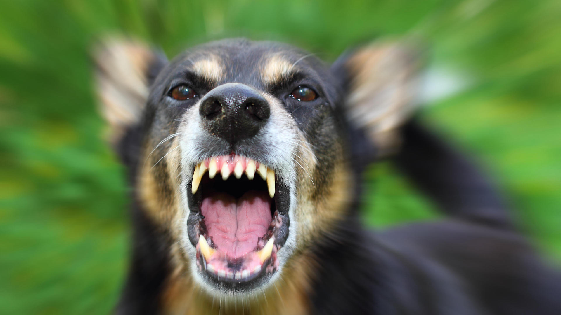 Aggressive dog, mouth open, biting