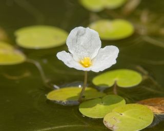 frogbit planted in a pond