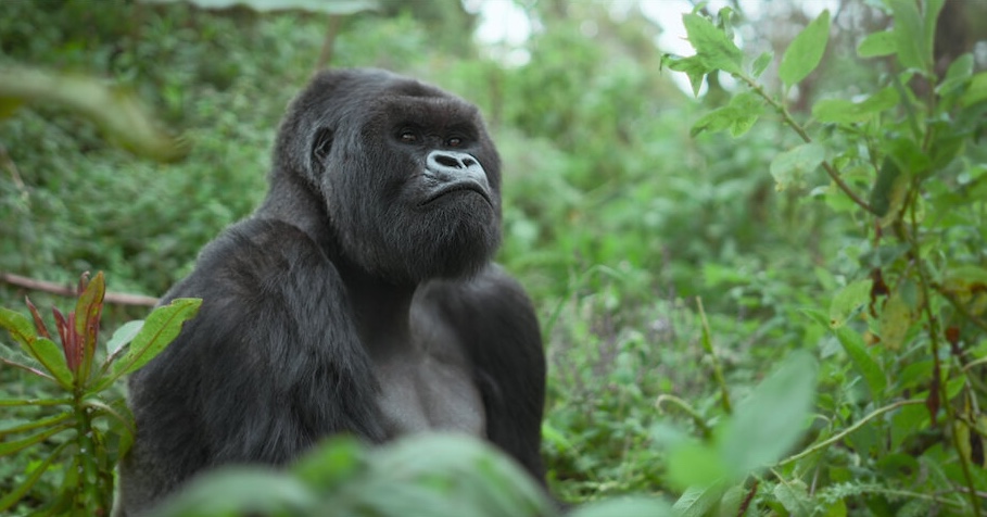 a gorilla story documentary 2026