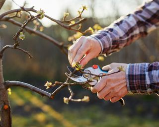 Pruning fruit tree