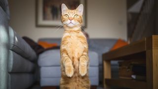 Ginger cat in domestic living room, standing up on his hind legs looking alert and staring past the camera