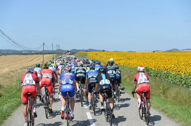 The peloton heads through the sunflower fields on stage 16 of the Tour de France