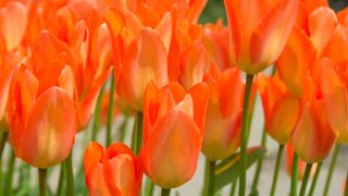 Orange 'Emperor' tulips in bloom