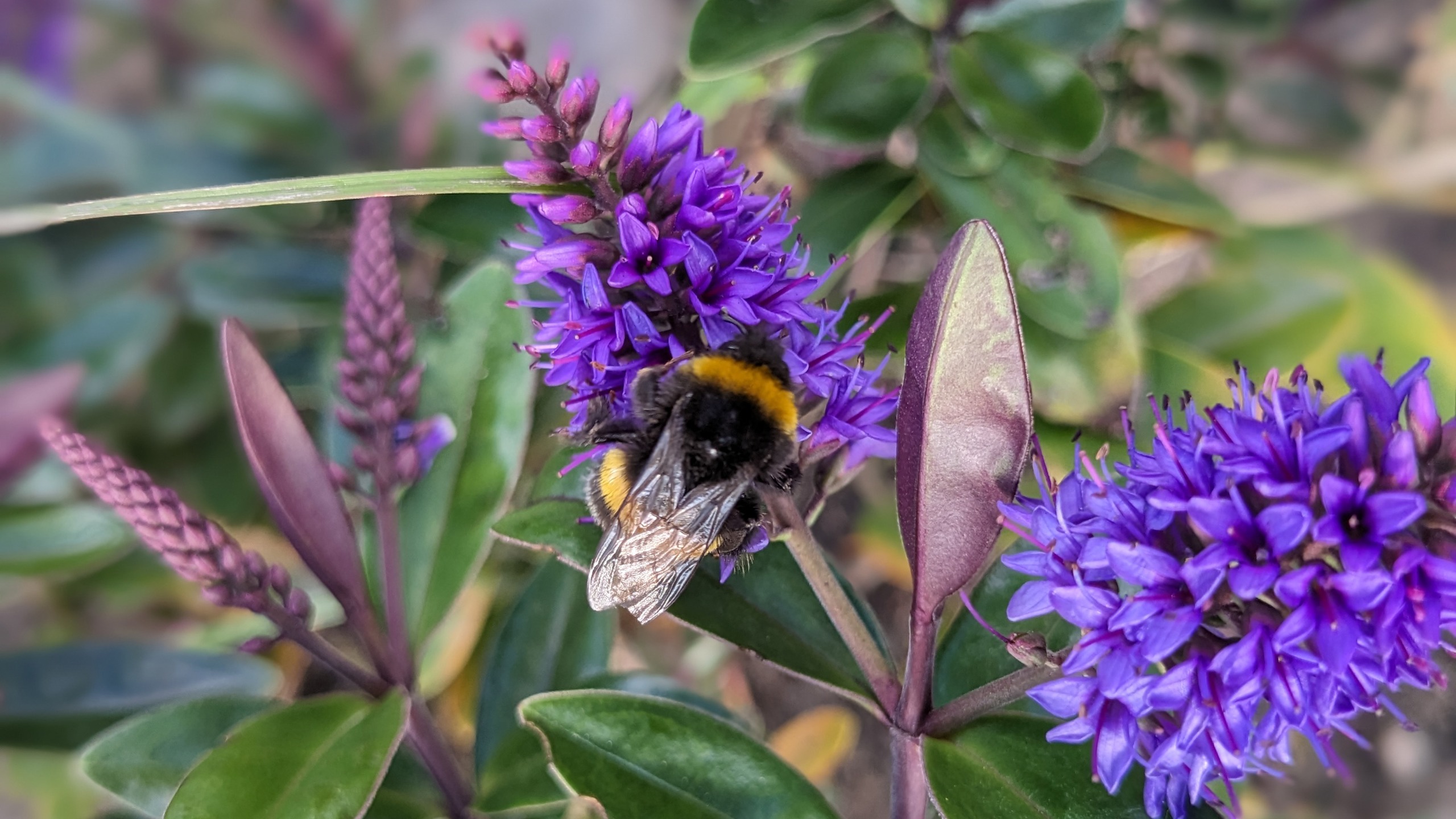 bee on a purple hebe