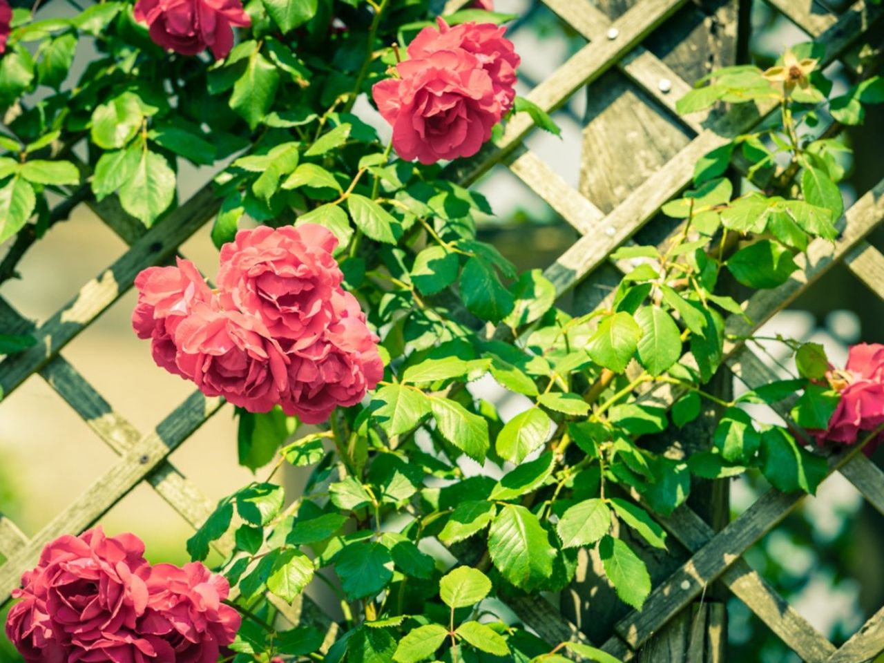 Beautiful Red Roses