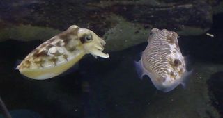 Cuttlefish mating strategy.