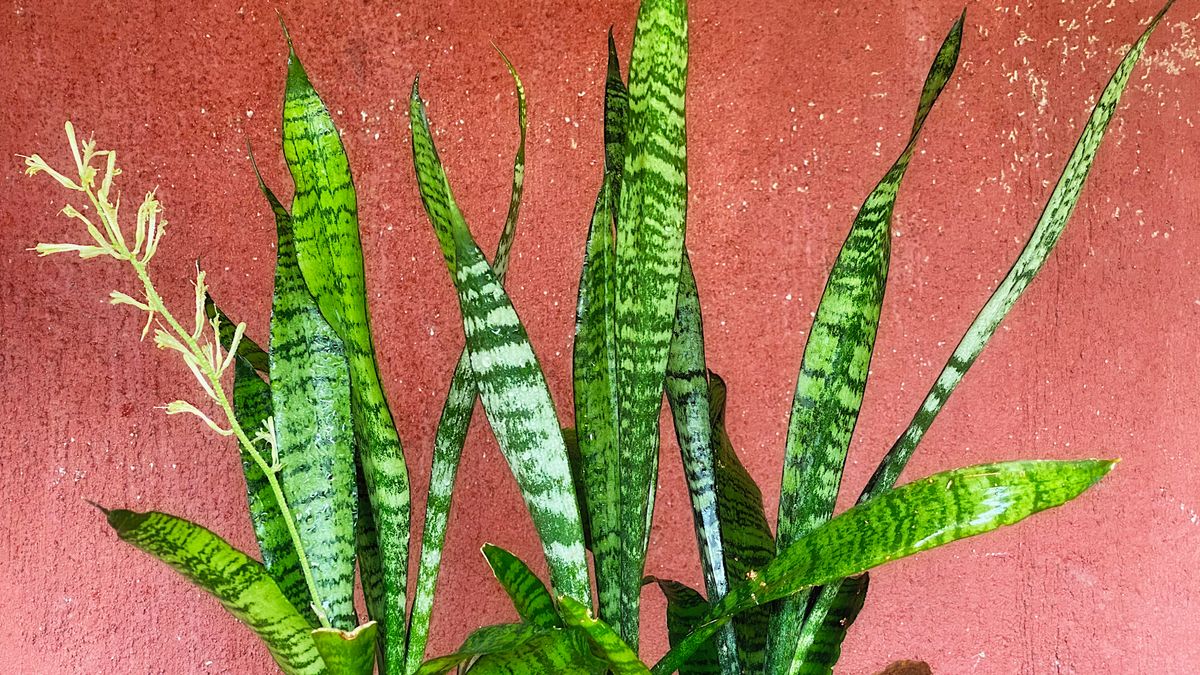 What to Do with Your Snake Plant in May to Get Explosive New Leaf Growth