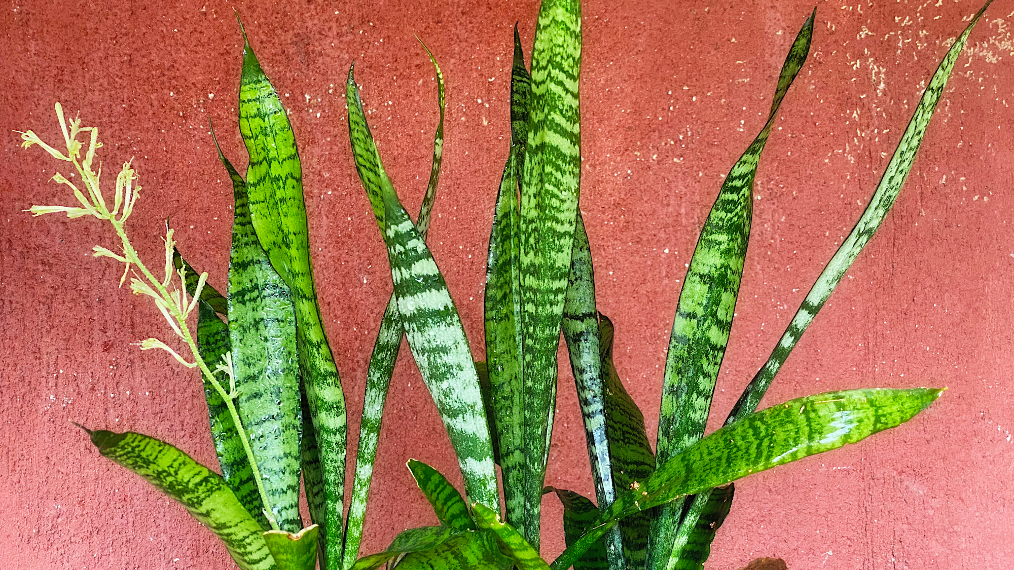 Snake plants against a red background