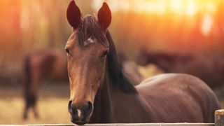 Contented horse