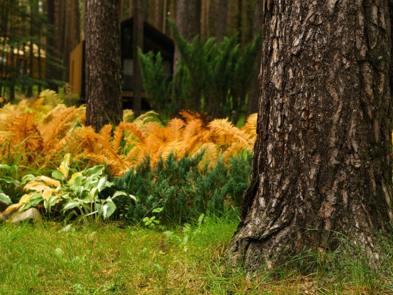 Large Trees Ferns And Plants In The Forest