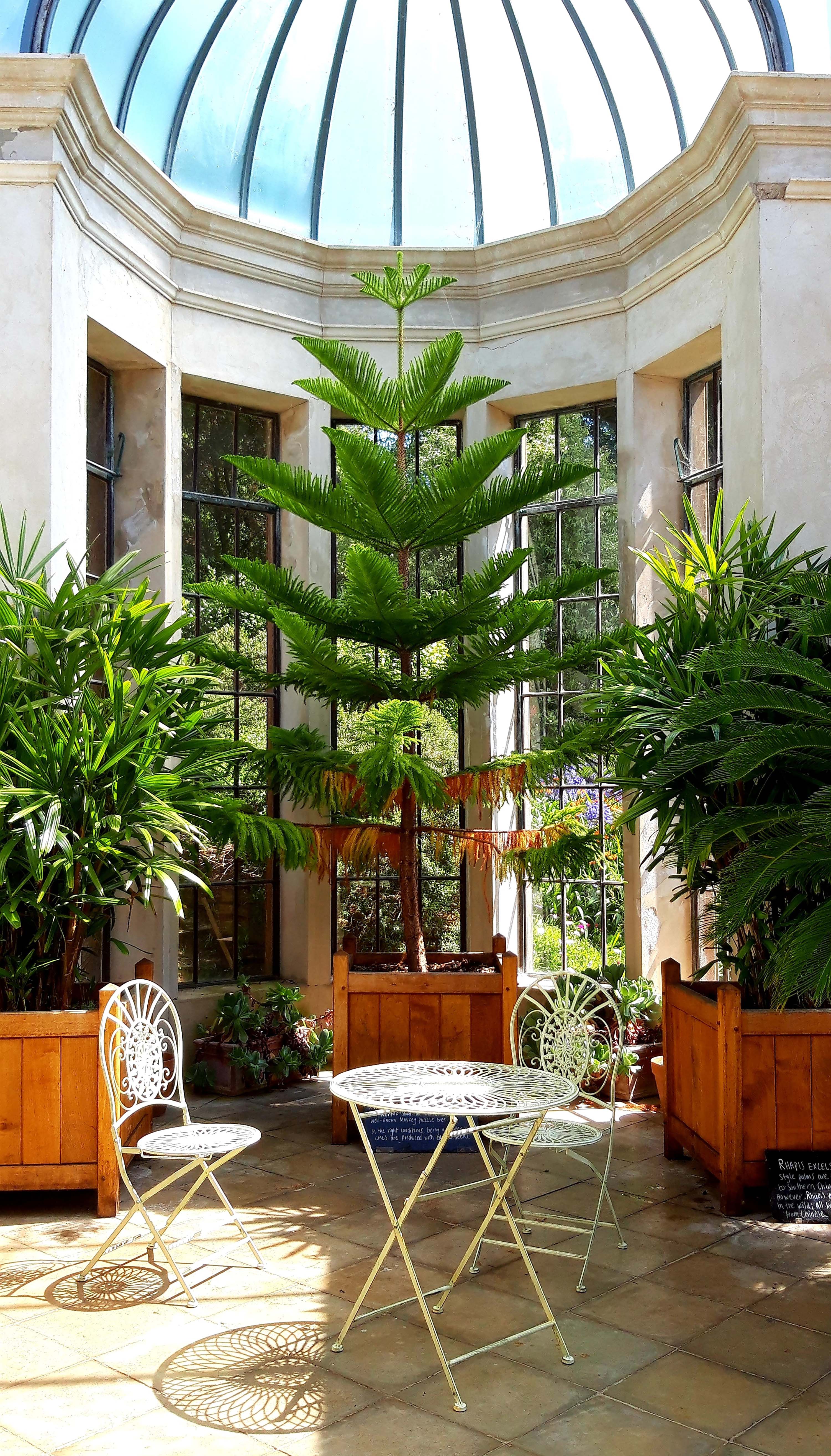 indoor garden ideas: a tree growing inside