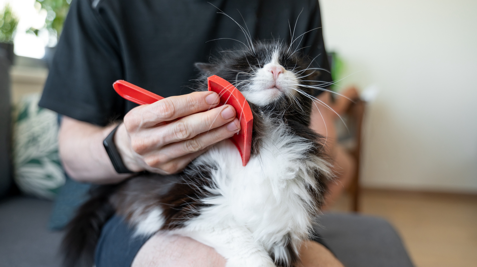 Grooming cat