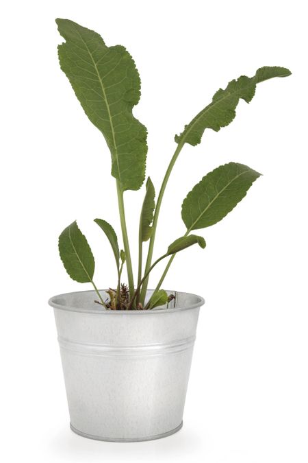 Container Grown Horseradish Plant