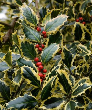 holly bush with berries – Ilex aquifolium 'Argentea-marginata Pendula'
