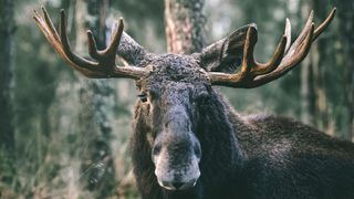 what to do if you see a moose: moosey