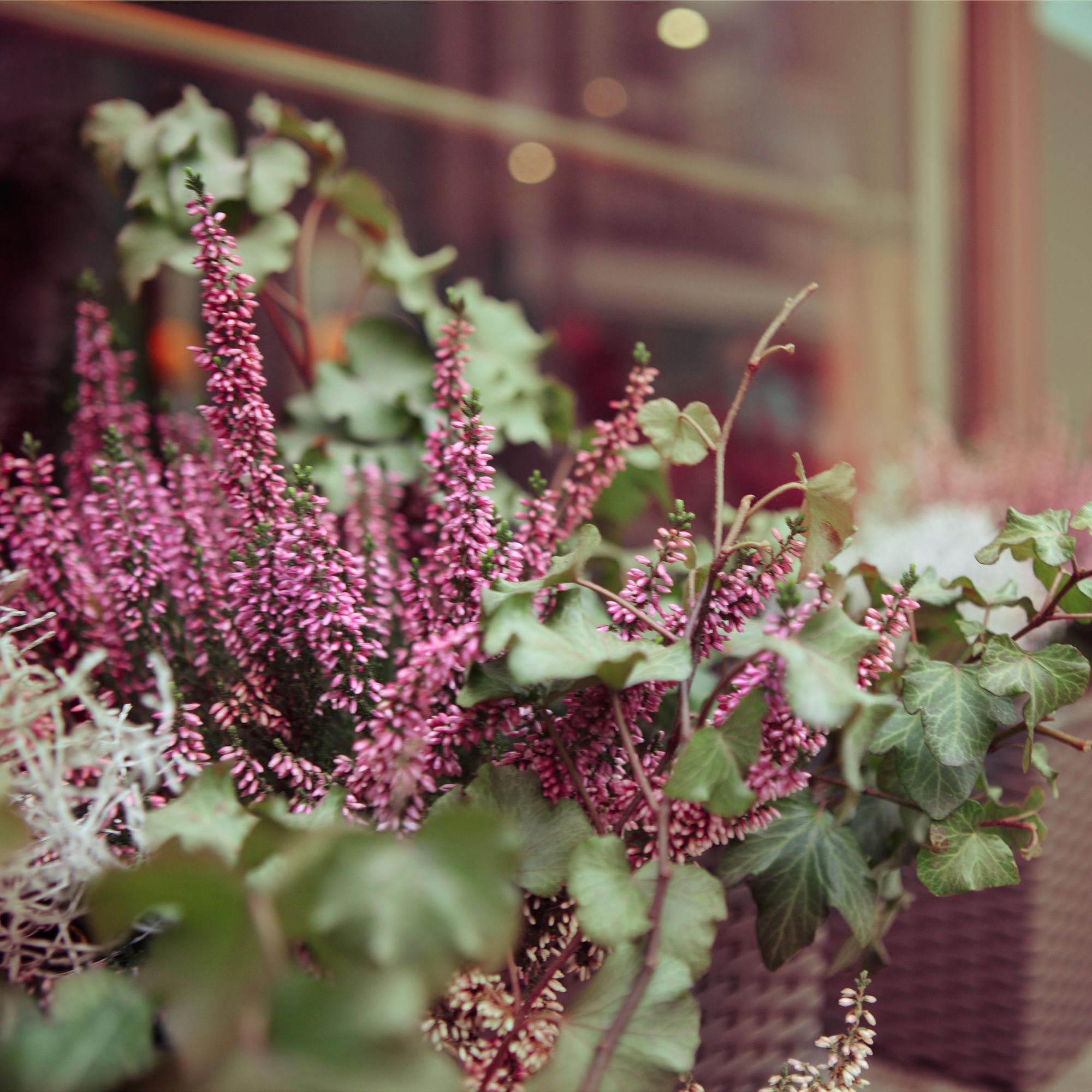 winter planter with heathers
