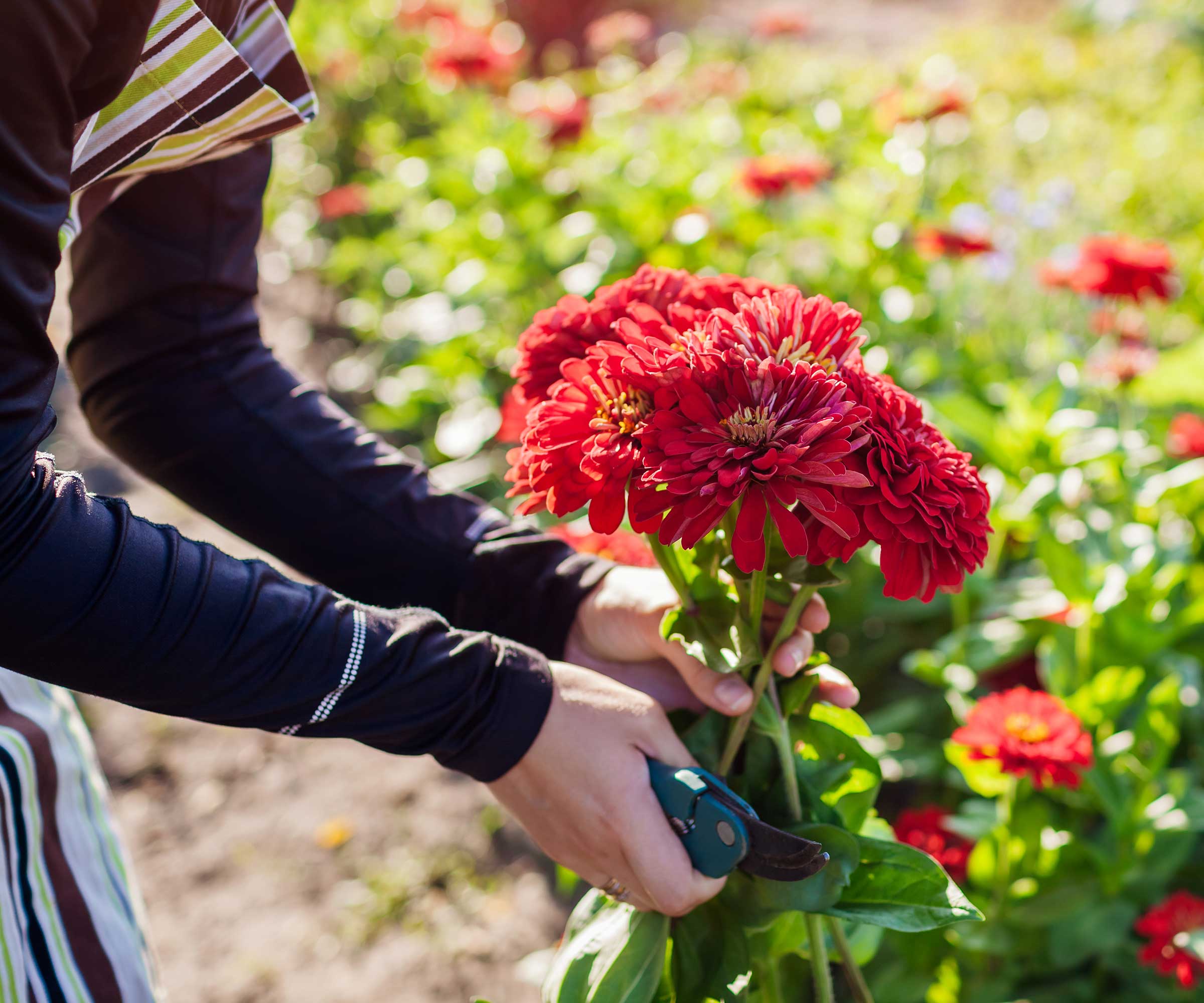 picking red zinnias