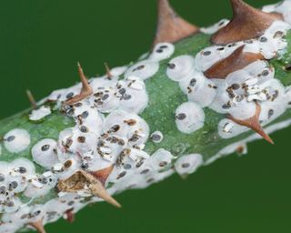 Scale insects on rose stem