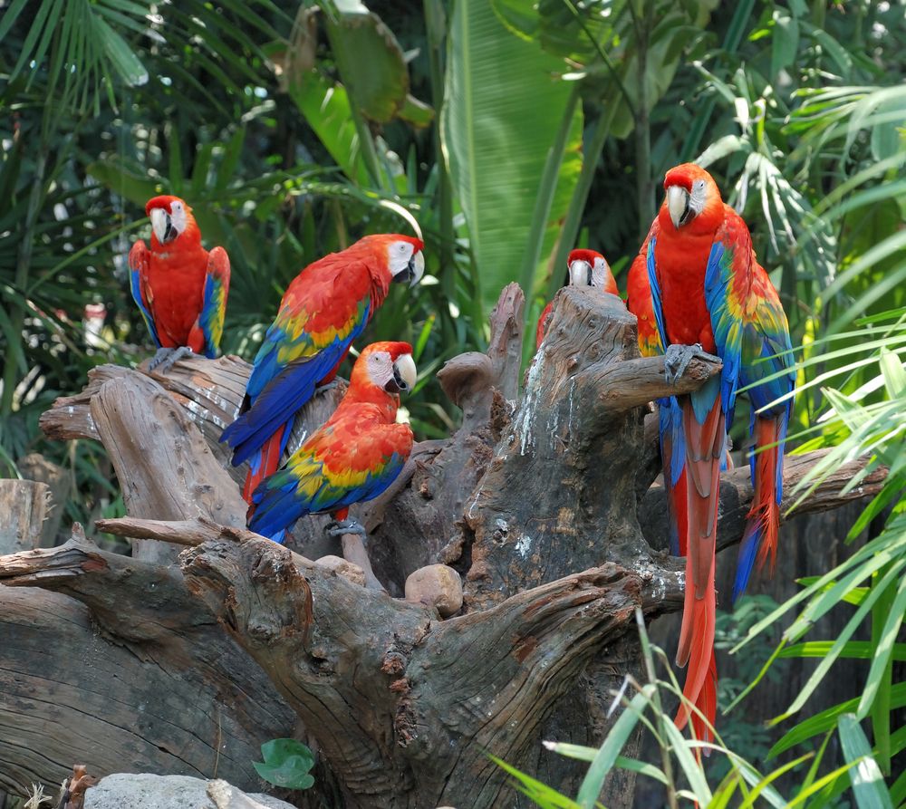 Colorful Parrots