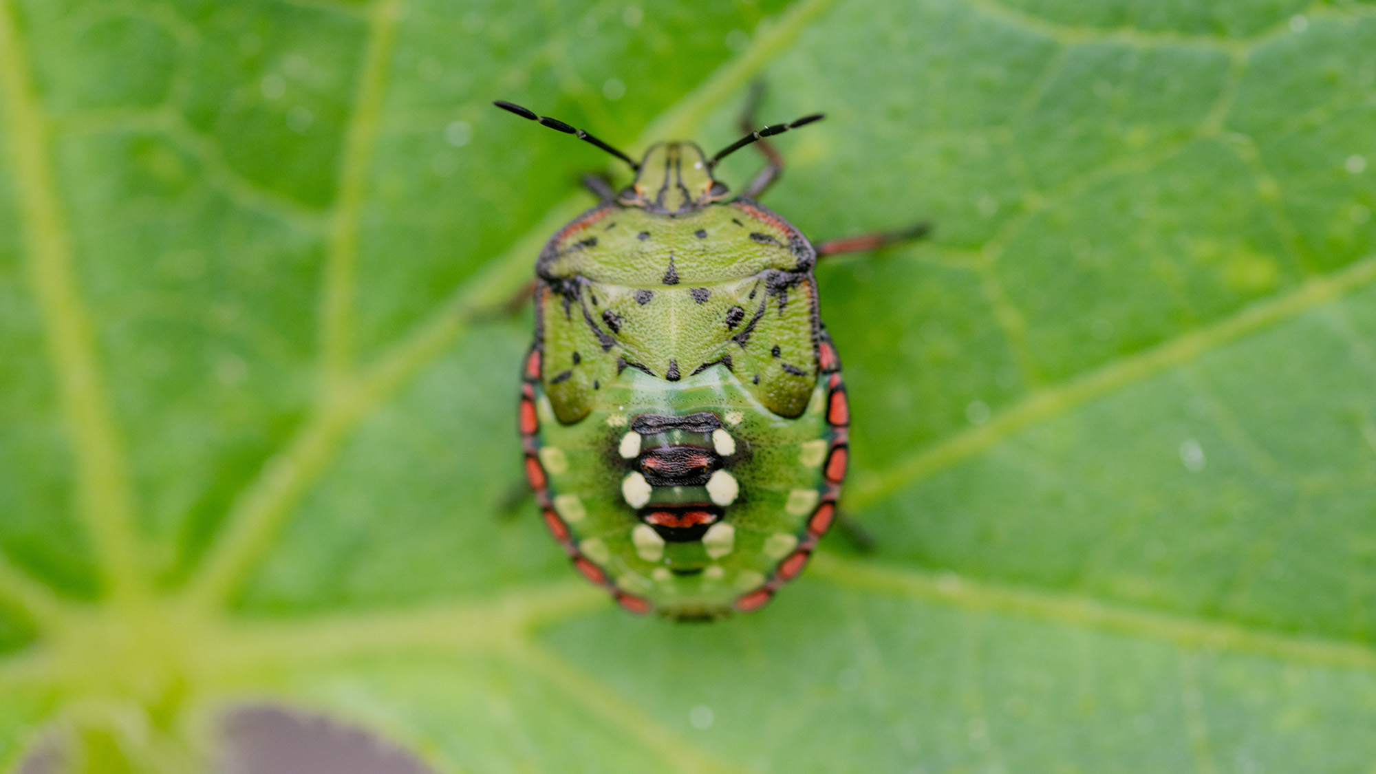 Green stink bug