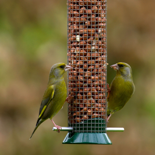 Greenfinches on Birdfeeder