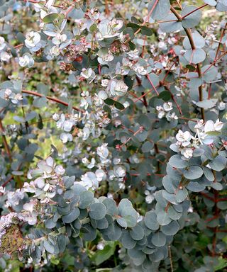 Eucalyptus gunnii ‘Azura’ Young eucalyptus tree – silvery blue grey egg-shaped leaves on red stems,