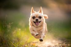 A small chihuahua dog runs happily ahead.