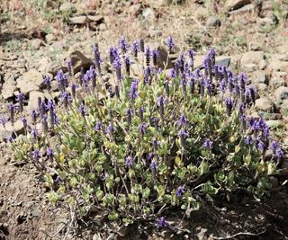 Coleus canina growing in its native Africa