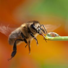 Bee drinking dew drop on stem
