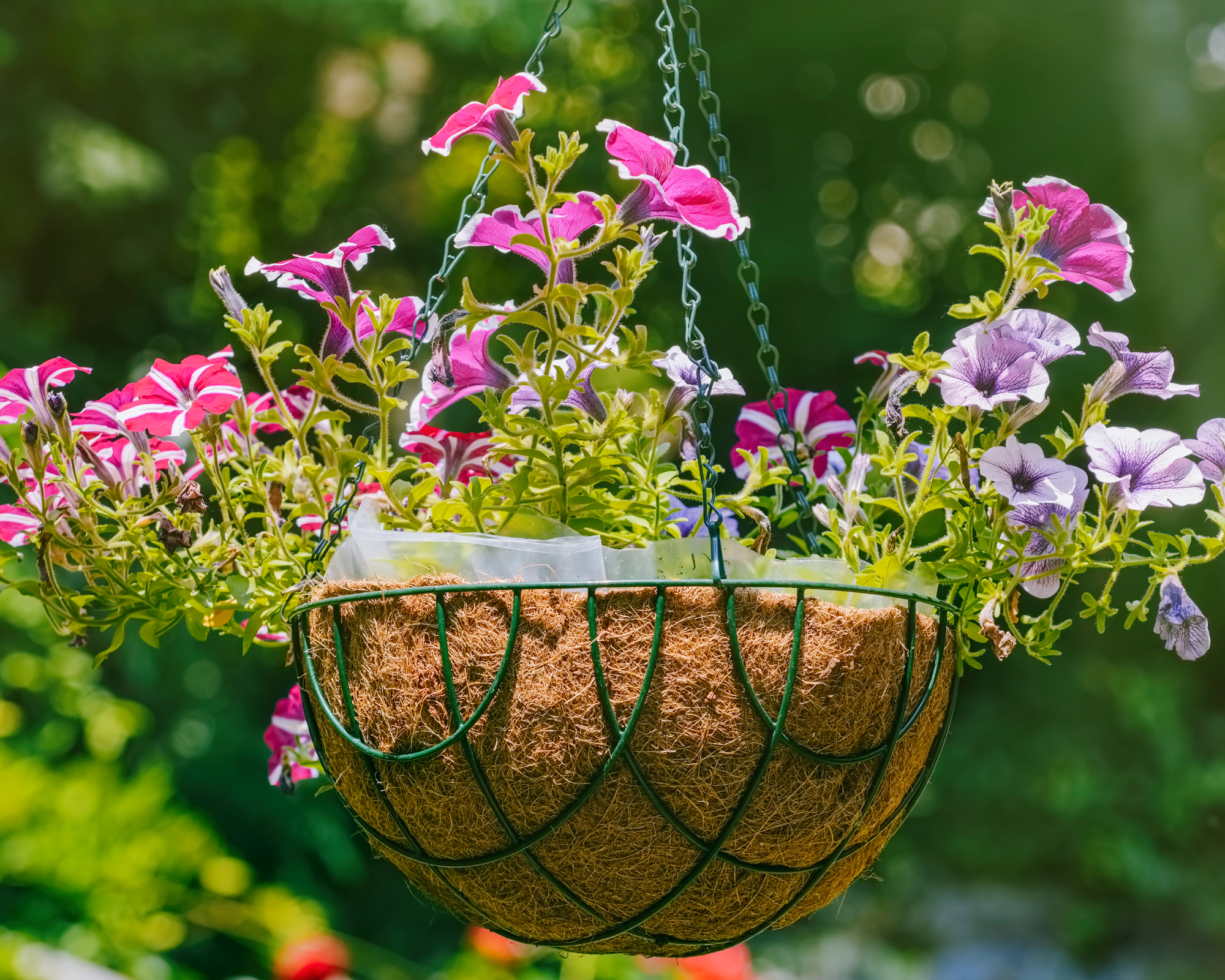 petunia hanging basket with liner