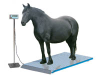 weighhorse.jpg