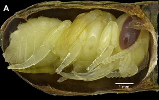 This is a modern leafcutter bee pupa in a nest cell