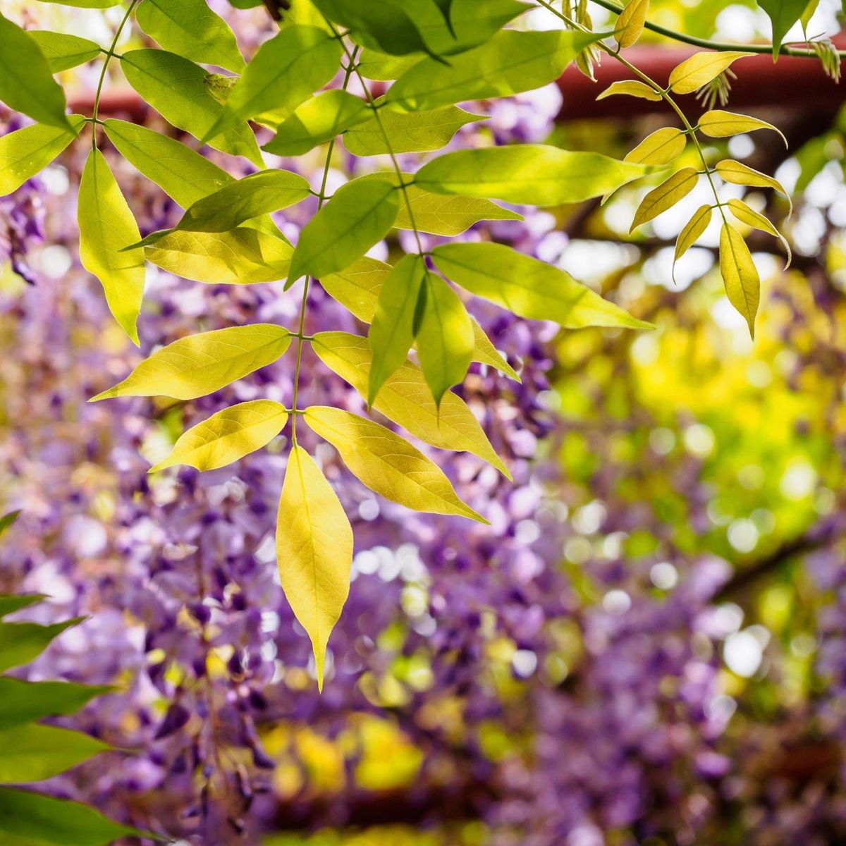 Leaves On Wisteria Turning Yellow Why Do Wisteria Leaves Turn Yellow