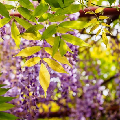 Yellow Leaves On Purple Flowered Wisteria Vines