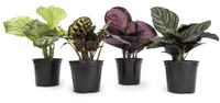 Plants For Pets  Prayer Plants 