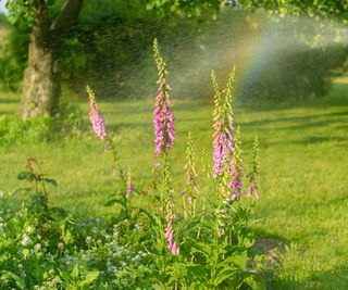 foxgloves being watered in garden