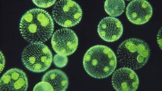 Concept image of Colonial green algae on a black background
