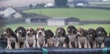 SDevon_pups_3.jpg