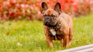 French bulldog stood on a lawn