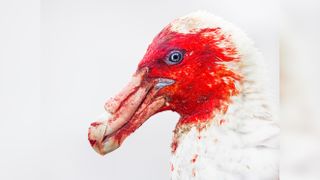 Bird Photographer of the Year 2025