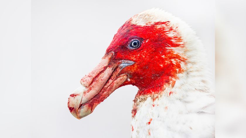 Bird Photographer of the Year 2025